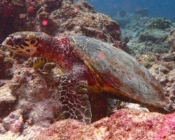 Hawksbill turtle, Himmafushi, North Malé Atoll, Maldives. Image.