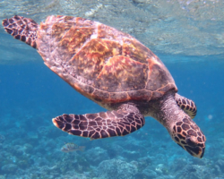 Adopt HK6445 Adopt a turtle. Image.