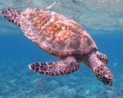 Hawksbill turtle swimming down from the surface, Thanburaan Faru, Baa Atoll, Maldives. Image.