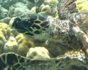 Hawksbill turtle, JOALI BEING house reef, Raa Atoll, Maldives, Image.
