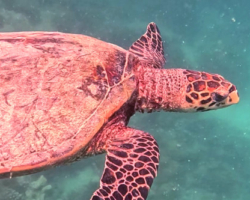 Adopt HK6475 Adopt a turtle. Image.