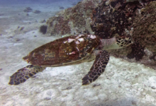 Hawksbill turtle swimming, Praslin, Seychelles. Image.