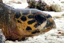 Female hawksbill nesting, Grand Anse, Felicité, Seychelles. Image.