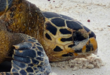 Name a turtle. Image.