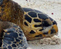 Adopt HS222 Name a turtle. Image.