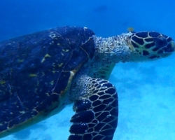 Adopt HS231 Adopt a turtle. Image.