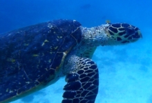 Hawksbill turtle, Coral Garden, Praslin, Seychelles. Image.
