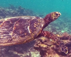 Adopt HS240 Adopt a turtle. Image.