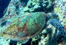 Hawksbill turtle foraging, Albatross, Felicité, Seychelles. Image.