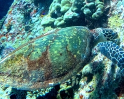 Adopt HS254 Adopt a turtle. Image.