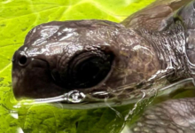 Kuda Young turtle patient Kuda in her tank at the Rescue Centre. Image.