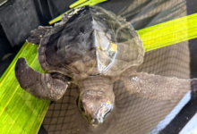Kuda Young turtle patient Kuda in her tank at the Rescue Centre. Image.
