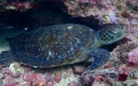Raha, green turtle, adopted for Douwe Green turtle resting on the reef, Jadini, Kenya. Image.