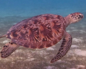 Green turtle swimming over seagrass, Dhuni Kolhu House Reef, Baa Atoll, Maldives. Image.