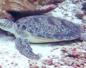 Green turtle resting on the reef, Hithadhoo West, Laamu Atoll, Maldives. Image.