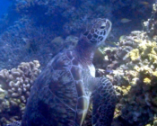 Green turtle, Olhuveli Reef, Laamu Atoll, Maldives. Image.
