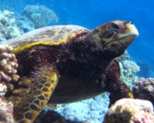 Hawksbill turtle, Vela House Reef, Noonu Atoll, Maldives. Image.