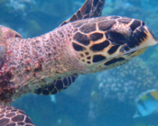 Hawksbill turtle, Thanburaan Faru, Baa Atoll, Maldives. Image.