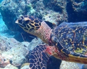 Hawksbill turtle, Kanuhura Outreef, Lhaviyani Atoll, Maldives. Image.