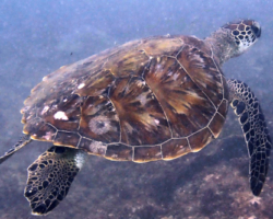 Adopt G1102 Adopt a turtle. Image.