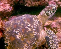 Adopt G1122 Adopt a turtle. Image.