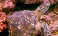 Stevie, green turtle, adopted for Jill, Jackson, Davey and Heidi Green turtle, Galu, Kenya. Image.