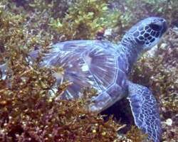 Adopt G1124 Adopt a turtle. Image.