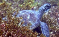 Schildi, hawksbill, adopted Green turtle resting on algal bed, Mwanamochi, Kenya. Image.