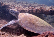 Green turtle, Zighy Bay, Oman. Image.