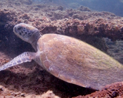 Adopt GM265 Adopt a turtle. Image.