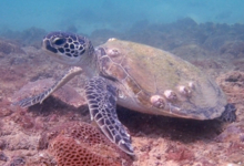 Green turtle, Zighy Bay, Oman. Image.