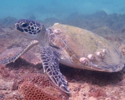 Adopt GM269 Adopt a turtle. Image.