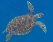 Green turtle swimming in the blue, Seagrass AB, Laamu Atoll, Maldives. Image.