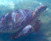 Green turtle in seagrass meadow, Seagrass AB, Laamu Atoll, Maldives. Image.
