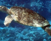 Female green turtle swimming, Medhufaru, Noonu Atoll, Maldives. Image.