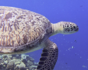 Green turtle, Laama Faru Haa, Laamu Atoll, Maldives. Image.