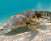 Green turtle in shallow lagoon, Medhafushi, Noonu Atoll, Maldives. Image.