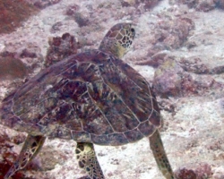 Adopt GR1989 Adopt a turtle. Image.