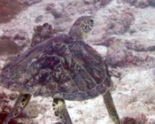 Green turtle, Hithadhoo Corner, Laamu Atoll, Maldives. Image.