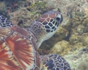 Green turtle head, Kuredu Caves, Lhaviyani Atoll, Maldives. Image.