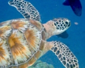 Green turtle, Kuredu Caves, Lhaviyani Atoll, Maldives. Image.