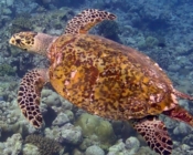Male hawksbill, Medhufaru, Noonu Atoll, Maldives. Image.