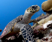 . Image.Hawksbill, Fonadhoo Beyru, Laamu Atoll, Maldives. Image.