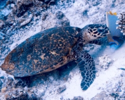 Adopt HK5958 Adopt a turtle. Image.