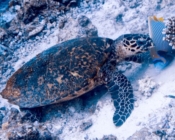 Hawksbill turtle, Mundoo Kandu, Laamu Atoll, Maldives. Image.