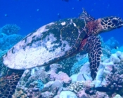 Hawksbill turtle, Medhufaru, Noonu Atoll, Maldives. Image