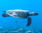 Hawksbill turtle swimming in the blue, Kurethi, Laamu Atoll, Maldives. Image.
