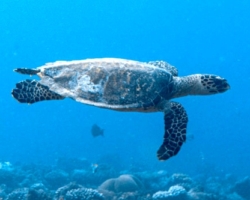 Adopt HK6103 Adopt a turtle. Image.