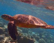 Hawksbill swimming, Kurumba House Reef, North Malé Atoll, Maldives. Image.