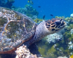 Adopt HK6428 Adopt a turtle. Image.